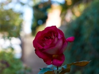 DSC_2350
