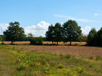 DSC_9005