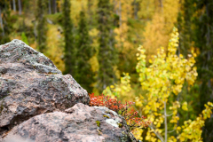 Turun linna, Kallon majakka, Strandis Larsmo, Pudasjärvi ja Oulangan kansallispuisto